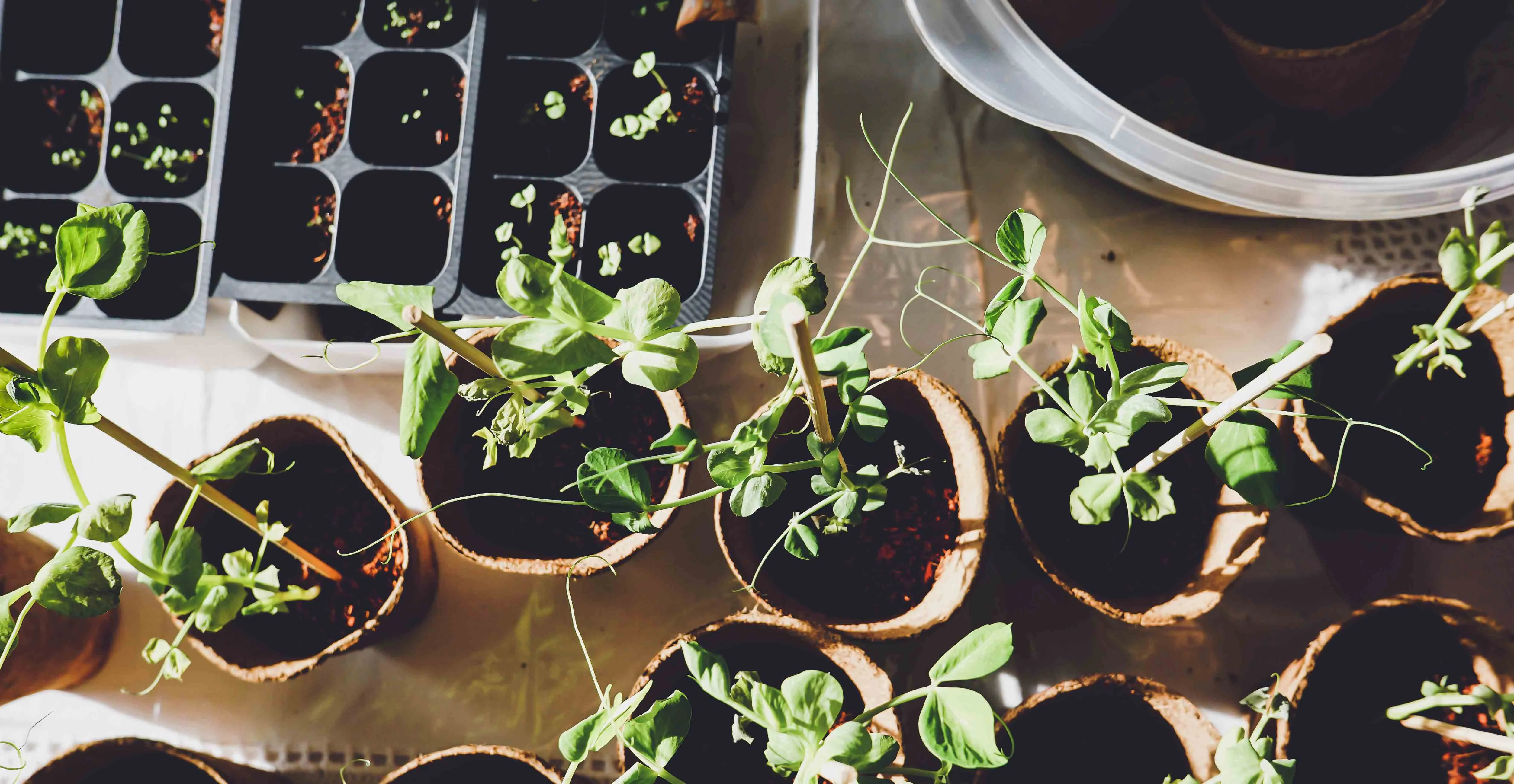 Aussaat Gemüse Pflanzen