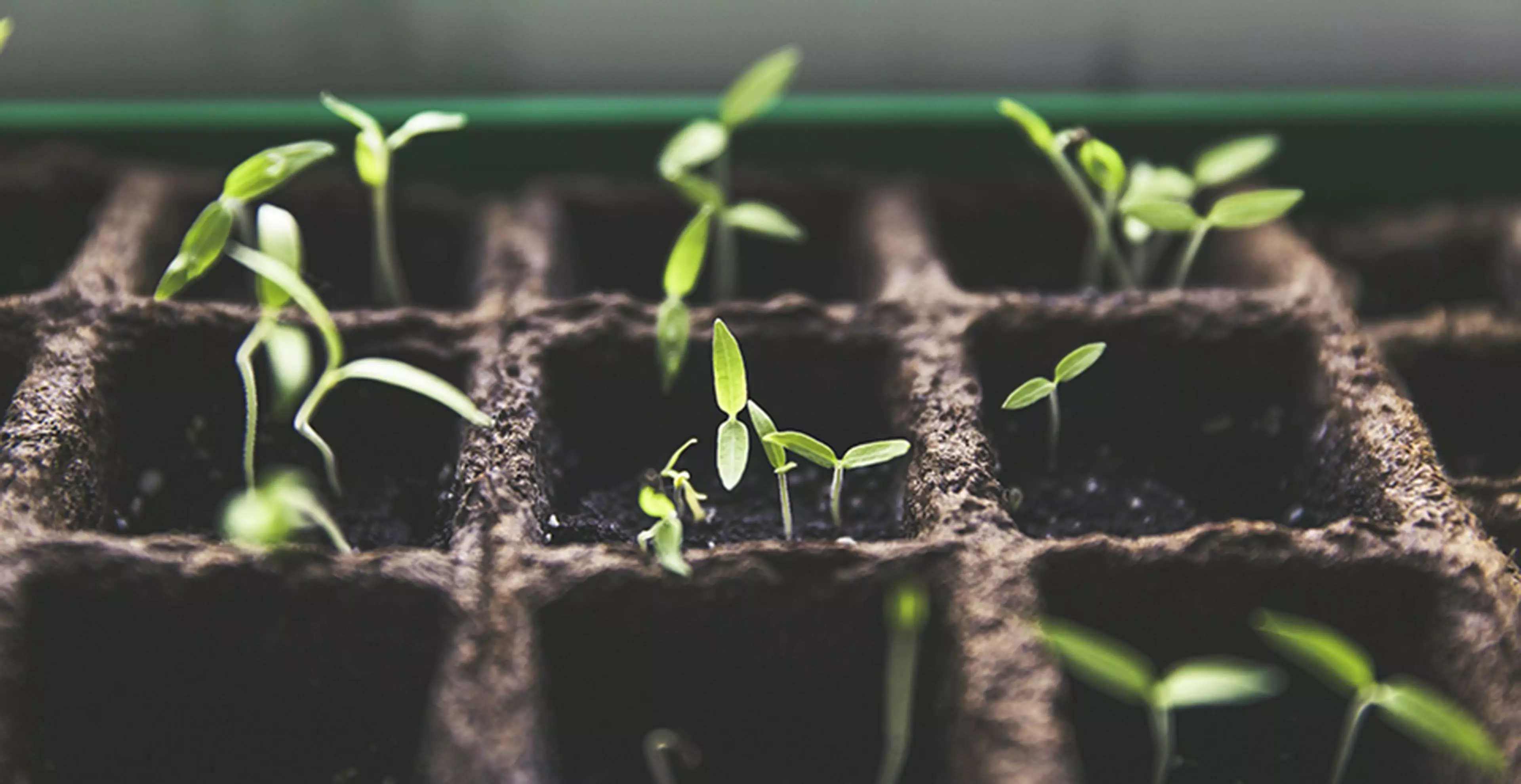 Marquardt Küchen: Pflanzen Aus Gem195188sereste
